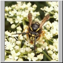 Vespula rufa - Rote Wespe Koenigin-oder-Maennchen 05.jpg
